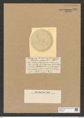 Coscinodiscus convexus Castr. (de-Toni-Nr.: Genus 202, Species 5190) Zeichnungen Sammlung Grunow Nr. 8904 (NHMW-BOT-W0378563)